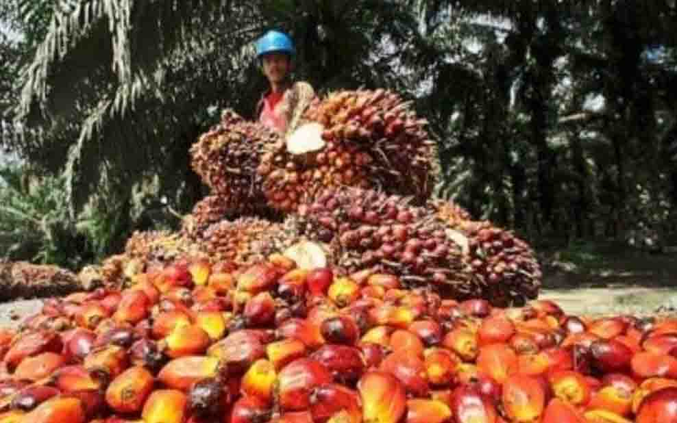 Pemerintah Ubah Tata Niaga Sawit, Sistem Perizinan Kini Berbasis Kontribusi